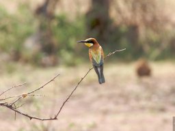 Western_Corridor2009-49